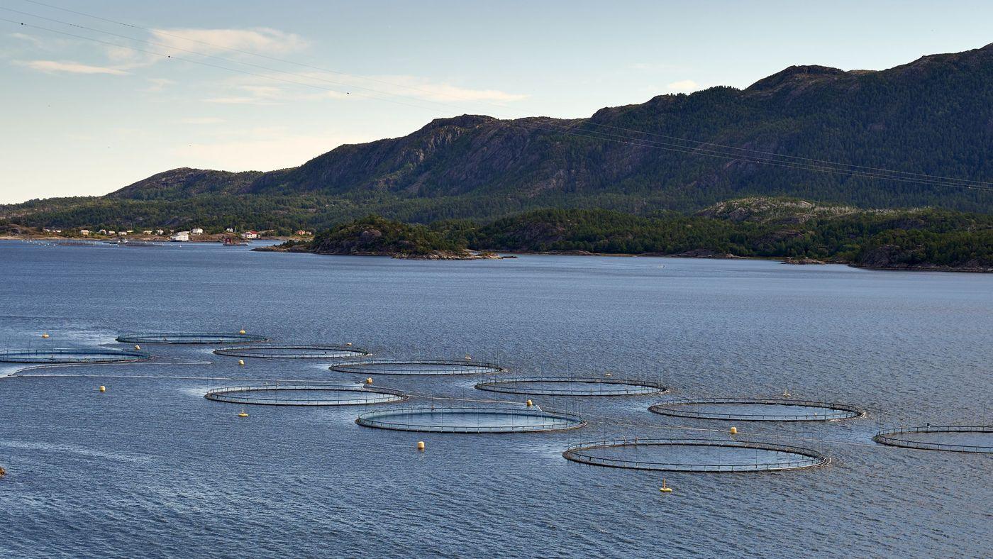 Circular net pens of a marine fish farm on calm coastal water