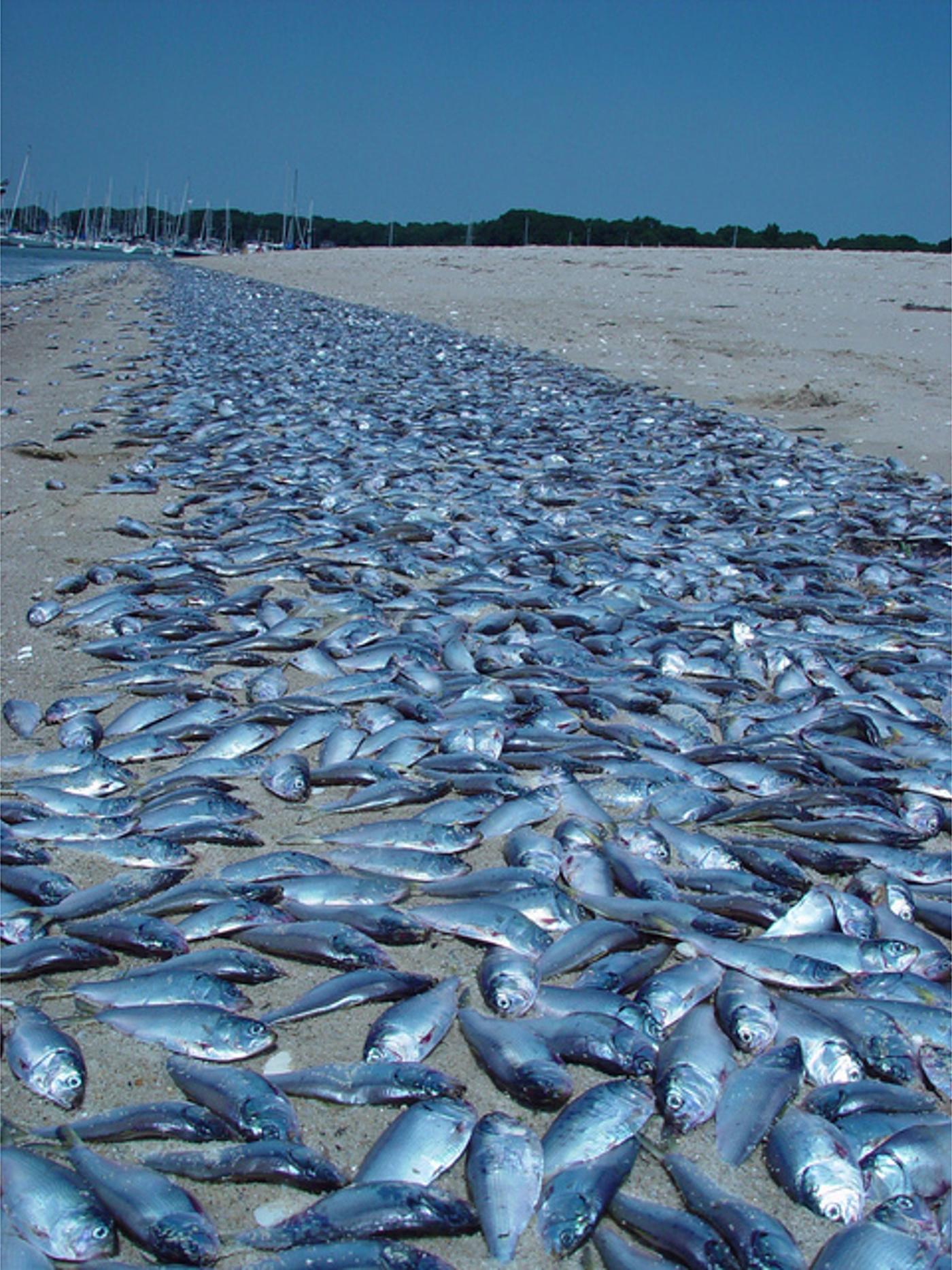 A strip of beach paved end to end with dead fish after a kill event, the shoreline receding towards moored yachts in the distance